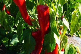 Bafra039da-kapya-biber-hasat-basladi-featured