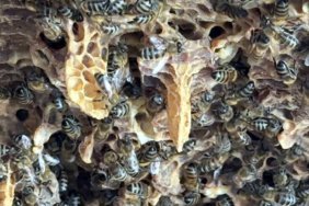 Duvarin-icinden-servet-degil-ama-25-kilo-bal-cikti-Gorenler-saskina-dondu-featured