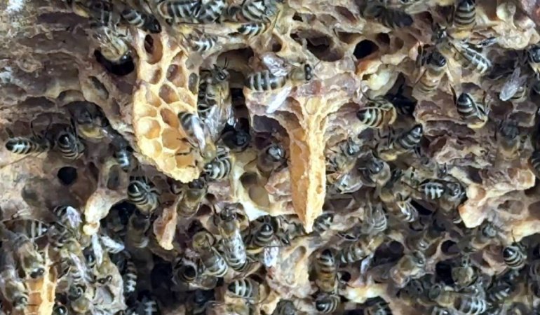 Duvarın içinden servet değil ama 25 kilo bal çıktı! Görenler şaşkına döndü