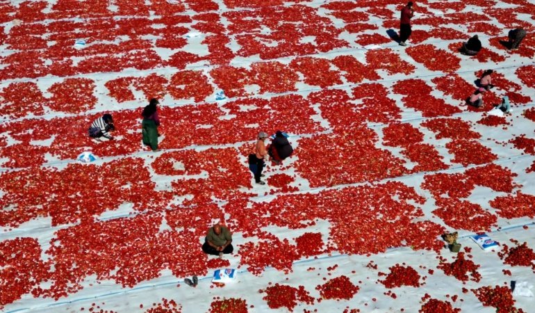 Erciyes Dağı'nın 'kırmızı altını' kapış kapış gidiyor: İtalyanlar sıraya girdi!
