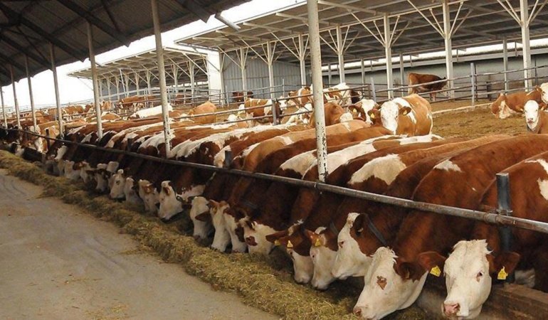 Gelecek yıl 480 bin baş erkek sığır ithal edilecek