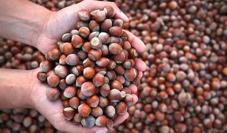 Son dakika…Fındık piyasasında dikkat çeken hamle: Bakanlık düğmeye bastı