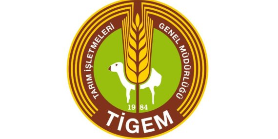 TIGEM-15-safkan-Arap-kosu-tayi-satacak-featured