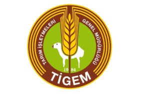 TIGEM-17-safkan-Arap-kosu-tayi-satacak-featured