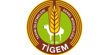TIGEM-17-safkan-Arap-kosu-tayi-satacak-featured