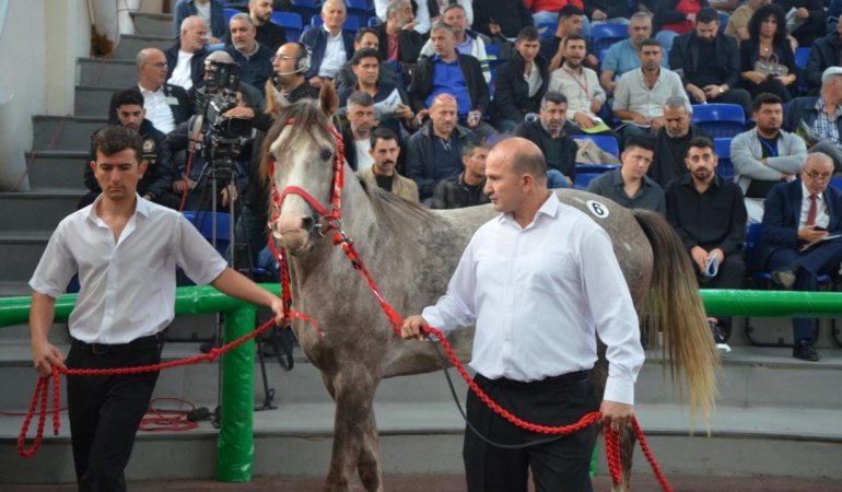 TİGEM 17 safkan Arap koşu tayı satışı yapacak