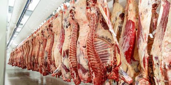 TIGEM-20-bin-kilogram-karkas-sigir-eti-satacak-featured