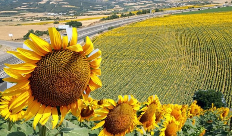 Trakya Birlik ayçiçeğinde 37 TL dedi, üretici hayal kırıklığı yaşadı
