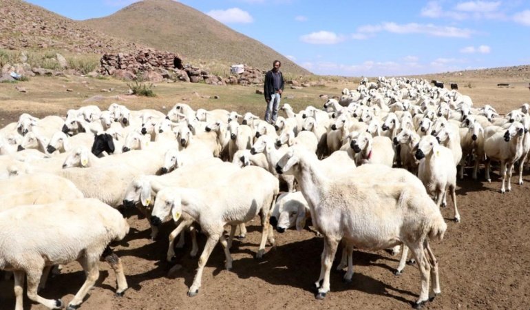 Türkiye hayvan varlığında Avrupa ülkelerini geride bıraktı