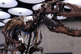 Genc-T.-rex-saniliyordu-gercek-ortaya-cikti-Iskeleti-dudak-ucuklatan-fiyata-satildi-featured