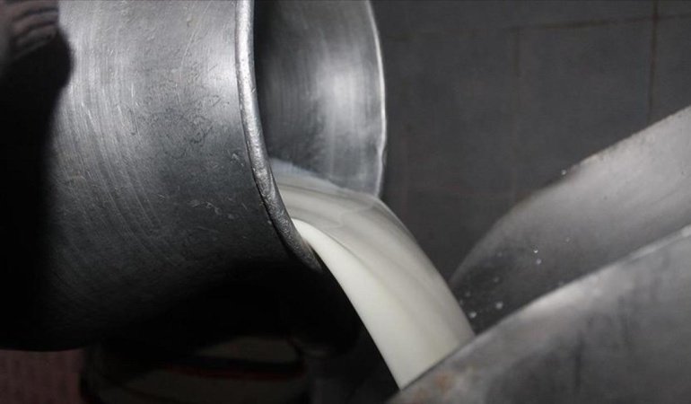 Toplanan inek sütü miktarı ağustosta yüzde 9,5 arttı